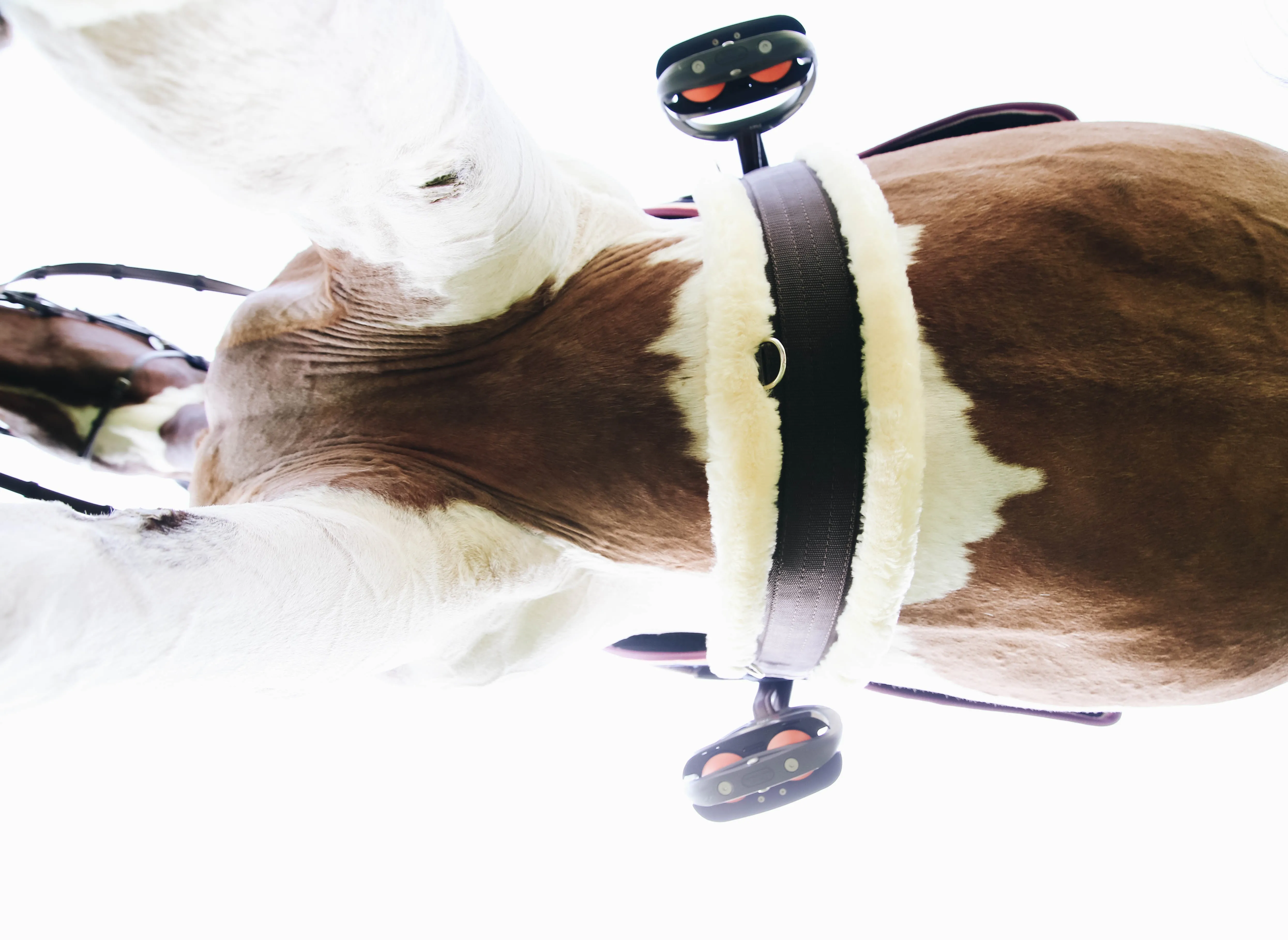 Sheepskin Girth Pony